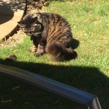 Dr Park's Mobile Vet Services - Our Departed Franny - Never too old to catch gophers - Veterinarians Near Me