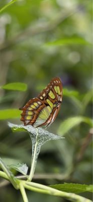 ARTIS by null