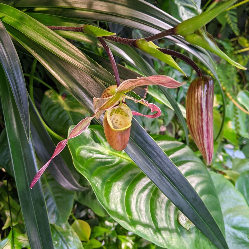Amazon Spheres - Botanical Gardens Near Me - Seattle, Washington Amazon Spheres - Botanical Gardens Near Me - Seattle, Washington