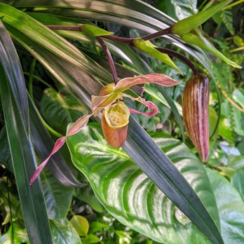 Amazon Spheres - Botanical Gardens Near Me - Seattle, Washington
