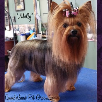 Cumberland Pet Essentials - Molly opted for a shorter style, all while maintaining some length to enhance her feminine side. - Pet Groomers Near Me - Cookeville, Tennessee Cumberland Pet Essentials - Molly opted for a shorter style, all while maintaining some length to enhance her feminine side. - Pet Groomers Near Me - Cookeville, Tennessee
