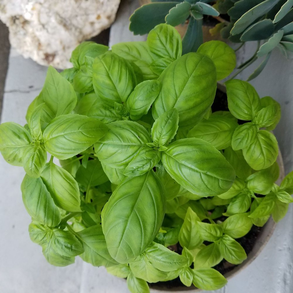 Bushy basil Bushy basil
