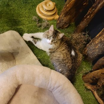 Sydney's Cat Lounge & Sanctuary - Pet Adoption Near Me - Austin, Texas