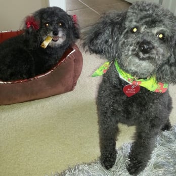 Puppy Luv Dog Grooming - Pet Groomers Near Me - Cornelius, North Carolina