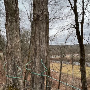 Mitch’s Maple - Trees - Specialty Food Near Me - Chester, Vermont