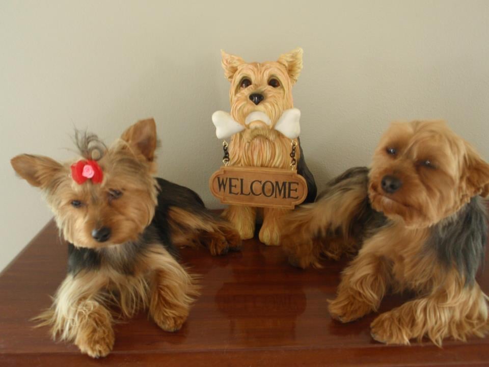 BEAUTIFUL DOGS SALON JULIETA JENSEN Updated August 2024 1567 W 570 North Cir, Saint