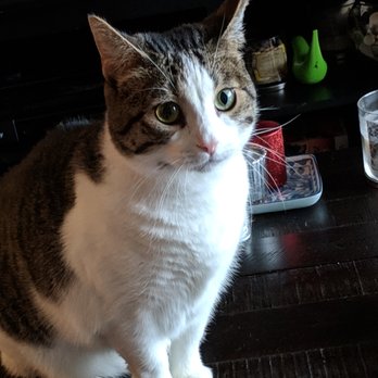 Bonafido Pet Services - Daisy, a beautiful and sweet kitty! - Dog Walkers Near Me Bonafido Pet Services - Daisy, a beautiful and sweet kitty! - Dog Walkers Near Me