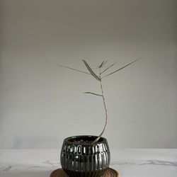 11:1 Succulent Nursery - Bottle tree