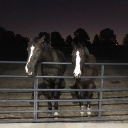 Saddletree Stables - Spartan & Sunny Best Friends in pasture 1