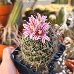 Cactus Queen