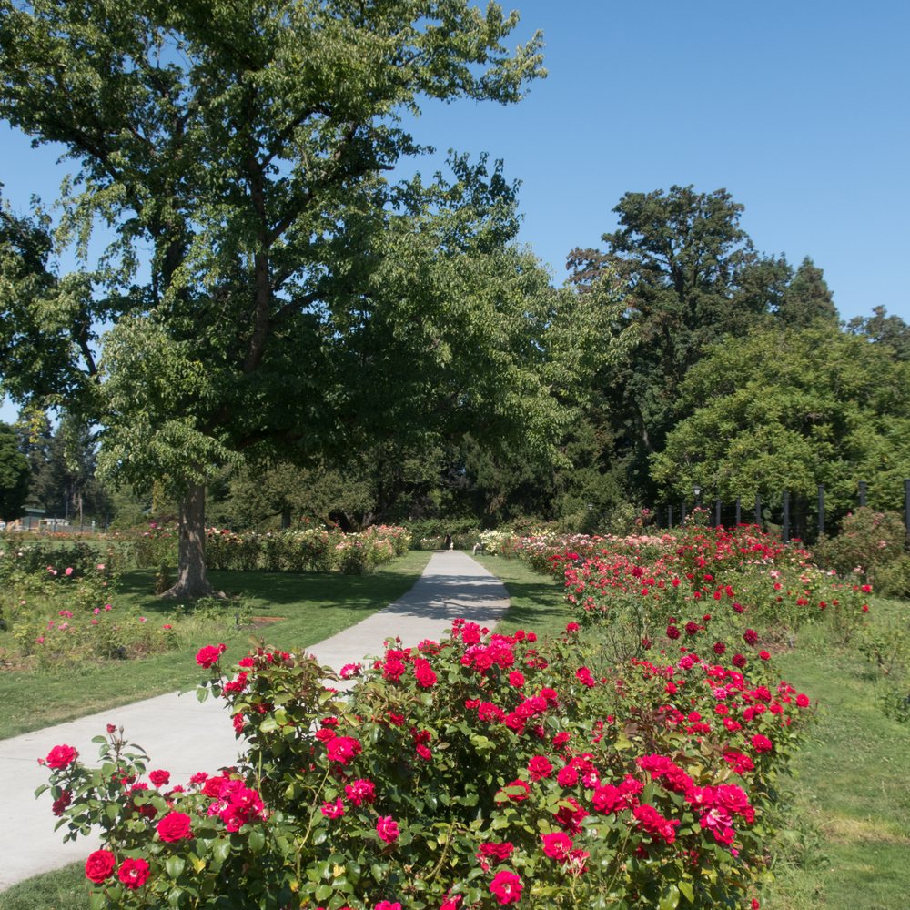 Owen Rose Garden - Parks Near Me - Eugene, Oregon Owen Rose Garden - Parks Near Me - Eugene, Oregon