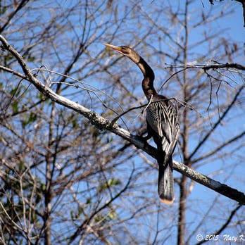 Big Cypress National Preserve - An Anhinga at the Big Cypress National Preserve in Ochopee, Florida. - Parks Near Me - Ochopee, Florida