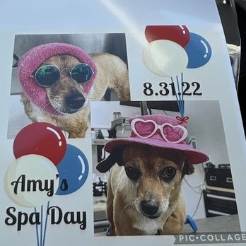 Paws Above the Rest - What groomer does this??? - Dog Walkers Near Me - Westminster, California Paws Above the Rest - What groomer does this??? - Dog Walkers Near Me - Westminster, California