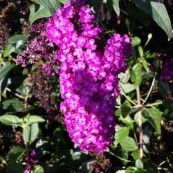 River Oaks Park - Mexican Sage