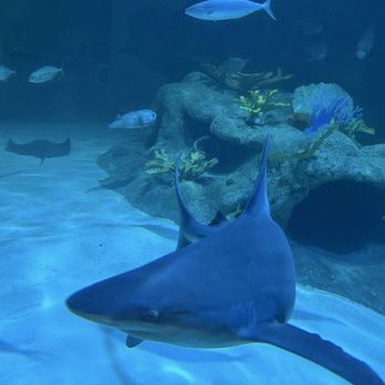 Florida Keys Aquarium Encounters - Aquariums Near Me - Marathon, Florida