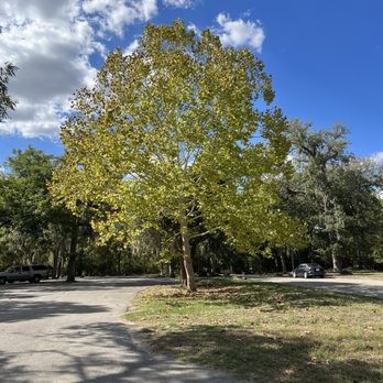 Palmetto State Park - Beautiful trees! - Parks Near Me - Gonzales, Texas Palmetto State Park - Beautiful trees! - Parks Near Me - Gonzales, Texas