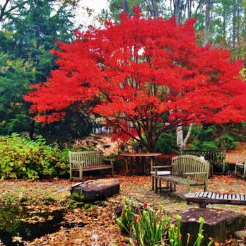 Duncan's Landscaping - a red tree in the fall - Landscaping Near Me - Jonesboro, Georgia Duncan's Landscaping - a red tree in the fall - Landscaping Near Me - Jonesboro, Georgia