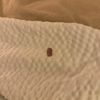 Residence Inn Austin Round Rock gift card