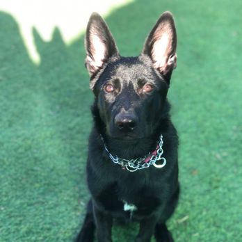Hope Dog Training - Pet Training Near Me - Norco, California