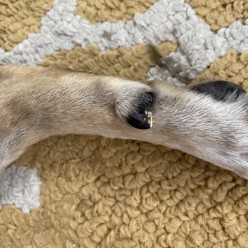 Groom Huntley - Dewclaws cut to the quick - Pet Groomers Near Me - Huntley, Illinois