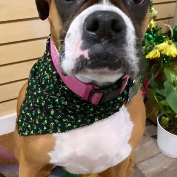 Zoom 2 Groom - She's so extra - Pet Groomers Near Me - Montrose, California