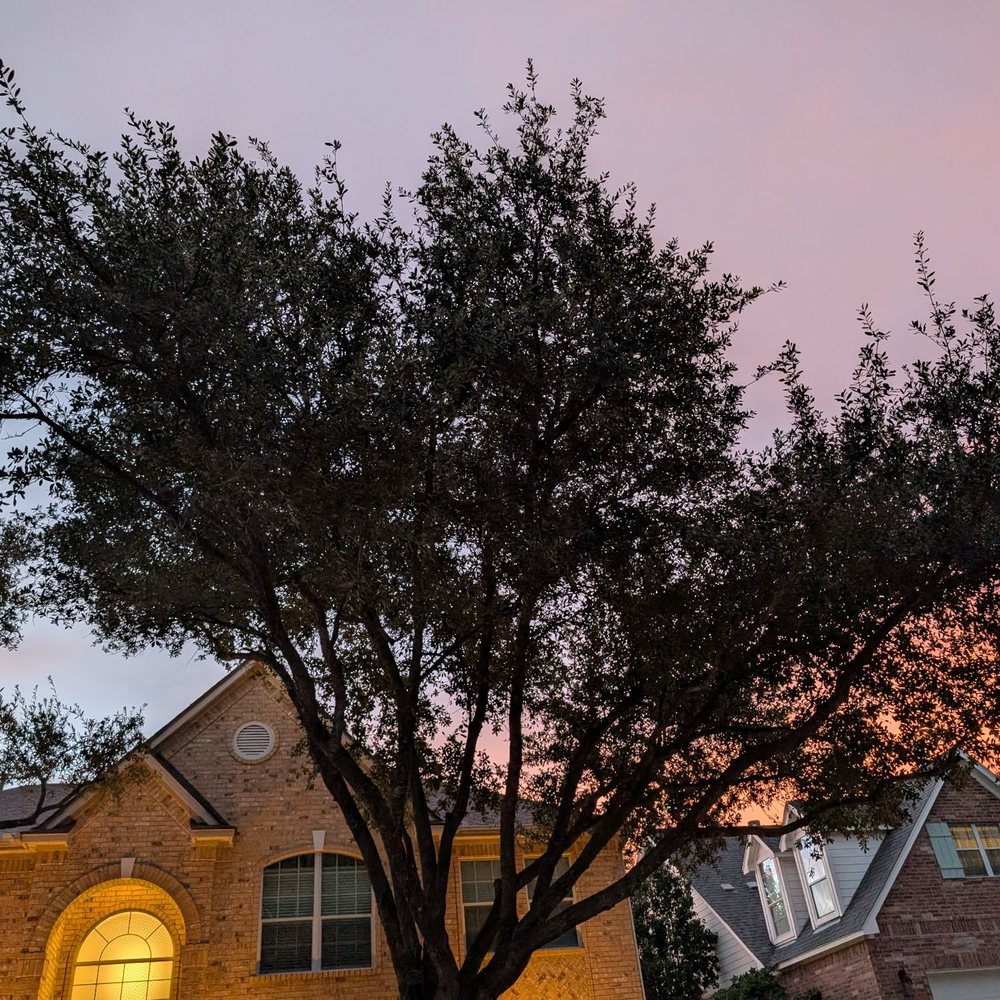 Metropolitan Tree Services - Tree Services Near Me