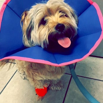 Windhaven Veterinary Hospital - Puck with his stylish cone of shame. :) - Veterinarians Near Me - Plano, Texas Windhaven Veterinary Hospital - Puck with his stylish cone of shame. :) - Veterinarians Near Me - Plano, Texas
