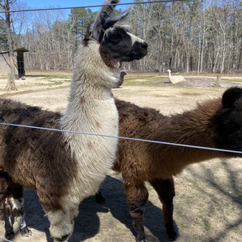 Long Island Yarn & Farm - Knitting Supplies Near Me - Yaphank, New York Long Island Yarn & Farm - Knitting Supplies Near Me - Yaphank, New York