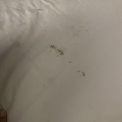 Super 8 by Wyndham Selma/Fresno Area - Stain on bed sheets