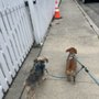 Photo of Little Monsters Pet Care
