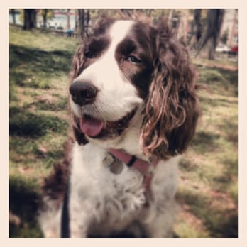 Bark & Bone - Dog Walkers Near Me - Astoria, New York