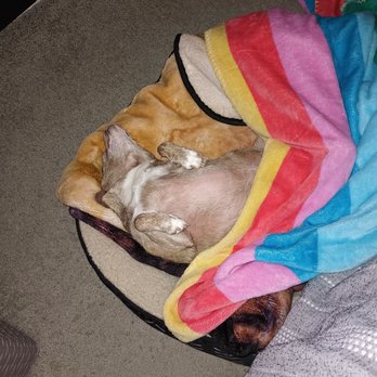 All About Restful Pets - Pet Hospice Near Me All About Restful Pets - Pet Hospice Near Me