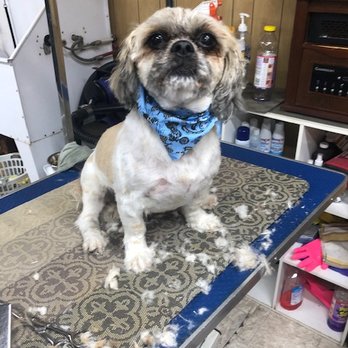 A Paw Spaw - Pet Groomers Near Me - Brampton, Ontario A Paw Spaw - Pet Groomers Near Me - Brampton, Ontario
