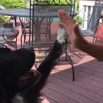Ace Ventura's Dog Training - Private Dog Training At Your Location 401-225-5930 Mark Ventura serving Massachusetts And Rhode Island - Pet Training Near Me