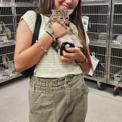 Stockton Animal Shelter - C'est une chatte et elle s'appelle hariette