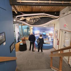 Pratt Museum - Downstairs exhibit with whale skeleton