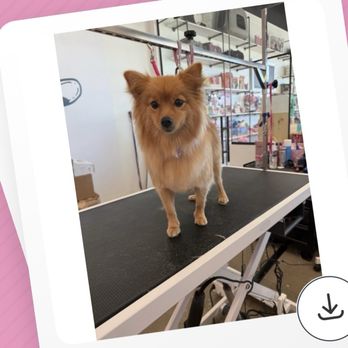 Pixie Sticks Dog Boutique - Getting all done up! spa  time! - A small dog with fluffy, reddish-brown fur stands on a grooming table inside Pixie Sticks Dog Boutique. The grooming table has a black surface and is equipped with grooming tools and a metal arm. The background shows store shelves with pet products and grooming supplies, indicating an indoor pet grooming and boutique setting. - Pet Groomers Near Me - Gilbert, Arizona