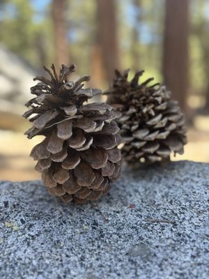 Palm Springs Aerial Tramway by null Palm Springs Aerial Tramway by null