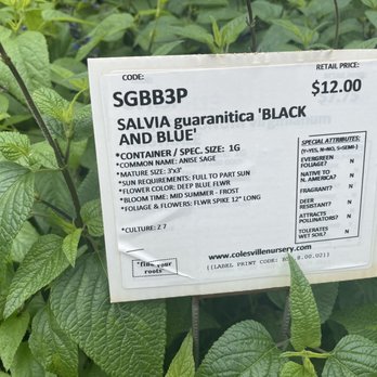 Colesville Nursery - My personal favorite salvia - Nurseries & Gardening Near Me - Ashland, Virginia