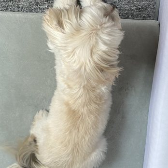 NY Puppy Club - Pet Groomers Near Me - Flushing, New York