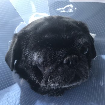 Emergency Pet Intensive Care - Luna right after her enucleation surgery (eye removal). She's doing great post op. - Emergency Pet Hospital Near Me - Temecula, California Emergency Pet Intensive Care - Luna right after her enucleation surgery (eye removal). She's doing great post op. - Emergency Pet Hospital Near Me - Temecula, California