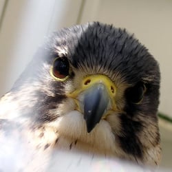 Itasca Nature Center - American Kestrel