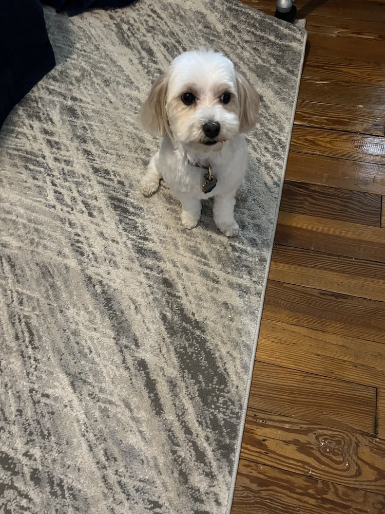 SHAMPOOCHES DOG GROOMING Updated September 2024 16 Photos 1735 Main St, Alton, Illinois