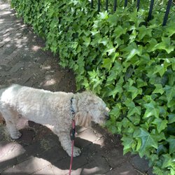 Volta Park - Evening dog walk at Volta!
