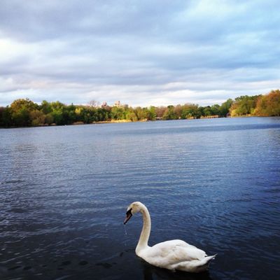 Prospect Park by null