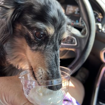 Dairy Queen - Pup cup for my pup! - Ice Cream & Frozen Yogurt Near Me - Georgetown, Texas