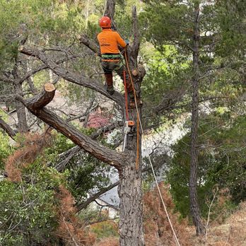 One Two Tree Care - Tree Services Near Me - Tracy, California