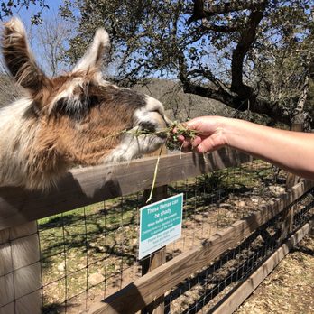 The Shady Llama - Nibbling llama - Beer Gardens Near Me - Wimberley, Texas The Shady Llama - Nibbling llama - Beer Gardens Near Me - Wimberley, Texas