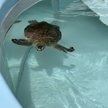 Loggerhead Marinelife Center - Community Service/Non-Profit Near Me - Juno Beach, Florida