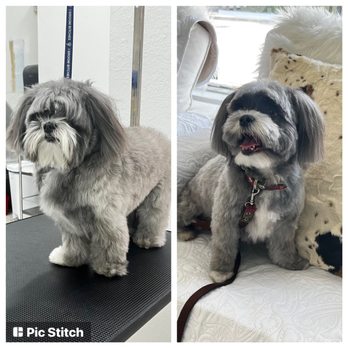 ABA Grooming Studio - Before/Aftet - Pet Groomers Near Me